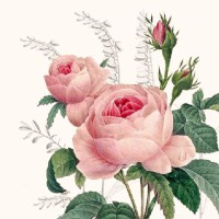 Serviette "Wonderful Rose" 25 x 25 cm 20er Packung